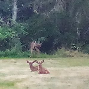 Meet your Posher, Donald